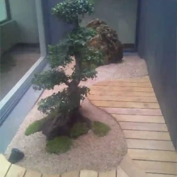Tiny indoor atrium with Chinese Elm bonsai, moss, gravel, rock and shaped curved wooden decking.
