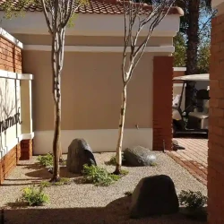 Entrance garden with Japanese influence, silver birch trees, large rocks, ferns, gravel.