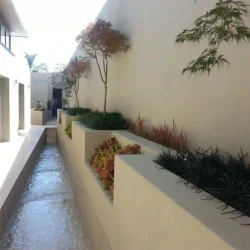 Japanese Maple trees (dissectum) in raised planter underplanted with Ophiopogons, next to modern stream / water feature.