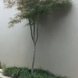 Japanese Maple tree (dissectum) in raised planter underplanted with Mondo grass.