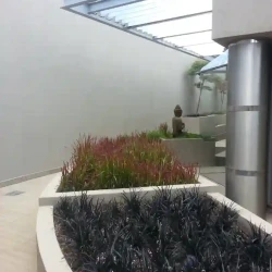 Colour block planting. Very modern Japanese garden. Black Dragon and Japanese Bloodgrass.