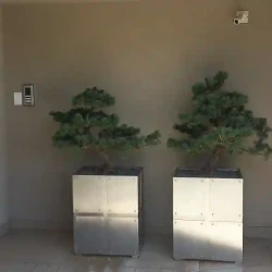 Bonsai at entrance