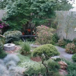 Japanese tsukubai water basin with bamboo water feature (kakehi) and bamboo ladle and rest, shaped tree, pebbles, in Japanese garden