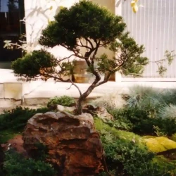 Small shaped juniper in Japanese garden, rock, surrounded by moss