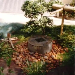 Japanese tsukubai water basin with bamboo water feature (kakehi) and bamboo ladle and rest, shaped tree, pebbles, in Japanese garden
