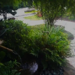 Japanese stroll garden with natural slate steppingstones set into pale beige gravel path winding through mainly evergreen shrubs and shaped trees, Japanese Maple trees, ferns, ornamental grasses, azaleas, tsukubai water basin with bamboo kakehi water feature, Japanese lantern.