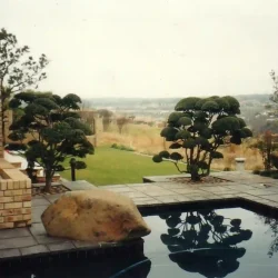 Large shaped Olea africana (Wild Olive), shaped cloud trees, Japanese garden