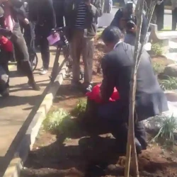 Japanese garden tsunami commemoration garden. Planting cherry tree. Japanese ambassador.