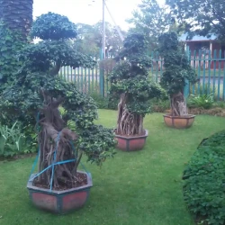 Large Ficus Ginseng bonsai, shaped trees