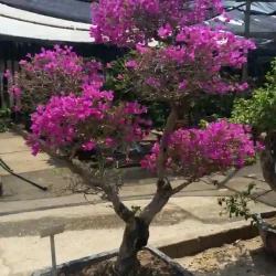 Large bougainvillea bonsai