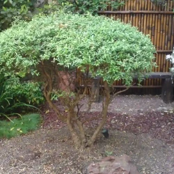 Olea africana / Wild Olive and white azalea / rhododendron. Bamboo screen.