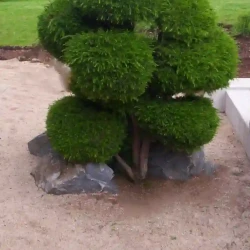 Shaped multi-headed Melaleuca