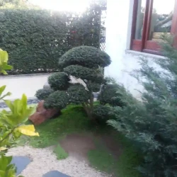 Shaped wild olive tree (Olea africana)
