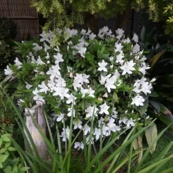 White azalea / rhododendron