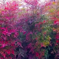 Nandina domestica (Sacred or Heavenly Bamboo)