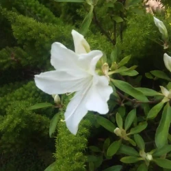 White evergreen azalea / rhododendron