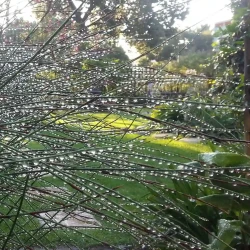 Water droplets on Chondropetalum tectorum